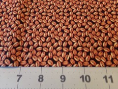 35″ X 42″ VINTAGE BROWN SEEDS? ON BLACK JO-ANN NEW COTTON #2649