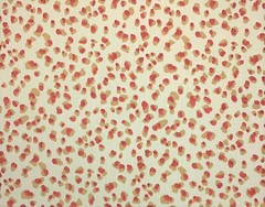 BALLARD DESIGNS MIRA SPICE RED ANIMAL LEOPARD MULTIUSE FABRIC BY THE YARD 54″W