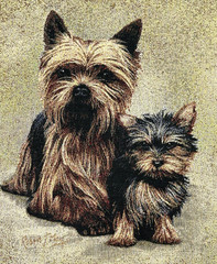 Yorkie Tapestry Fabric ( ONE PANEL ) Robert J May Artwork, Art=~17.375” x 15.75”