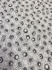 SUNFLOWER SUNFLOWERS BLACK WHITE 1 yard 100% Cotton Fabric Free Ship SBX1