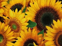 Fabric Flowers Sunflowers Full ELIZABETH STUDIOS Cotton 1/4 Yard 487-YLW