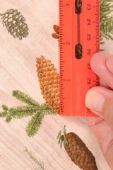 108″L x 44″ W David Textiles Woodland Chart Pine Tree Cone Theme Branches Seeds