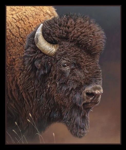 36″ X 44″ Panel Bull’s Eye Buffalo American Bison Animal Cotton Fabric D479.16