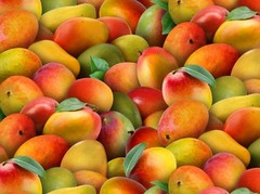 Food Festival Fabric | Packed Mango Print Yellow Green | Elizabeth’s Studio YARD