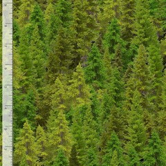 Green Pine Tree Forest Fabric By Yard Evergreen Cotton Timeless Treasures CD3831