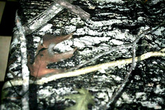 Timber Camo Fabric Hunting Masks Polyester 5.5 yards x 14 inches wide Scarf -U-=