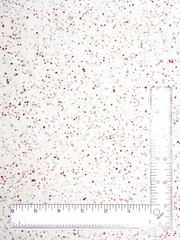 Songbird Holiday Red Green Splats on Cream Fabric 24″ Length 44″W Cotton Marcus