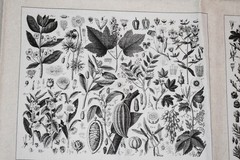 Andover Fabrics Cotton Fabric Panel Floral Botanical Quilt Blocks HTF OOP