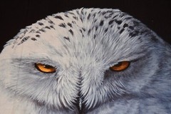 David Textiles Snowy Owl Panel Cotton 35.5×45