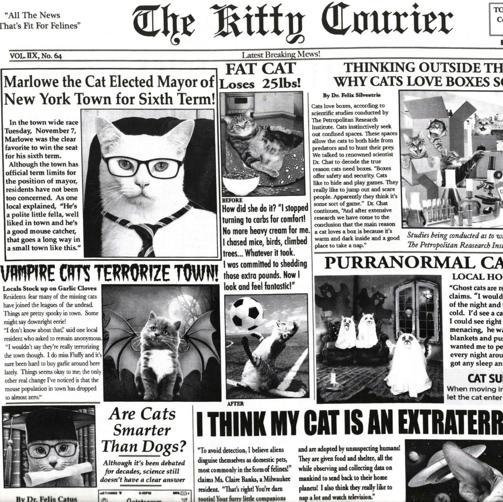 Timeless Treasures – Quirky Cats – Cat Newspaper – Newsprint