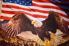 David Textiles DX-4234-3C-1 Eagle and Constitution Panel Cotton 36″ x 45″