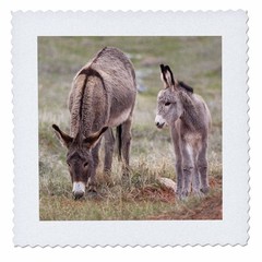 3dRose South Dakota Custer SP Burros Donkeys 10″ Quilt Square Jamie & Judy Wild