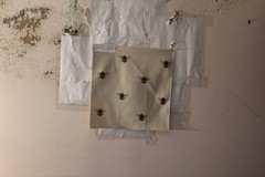 Clarke & Clarke Abeja (Bee) Various Colors and Sizes