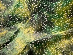 CASSARO PO2194/02 Pomona Velvet Emerald Viscose Poly Velvet Fabric Italy BTY
