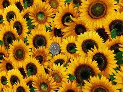 Fabric Flowers Sunflowers Full ELIZABETH STUDIOS Cotton 1/4 Yard 487-YLW