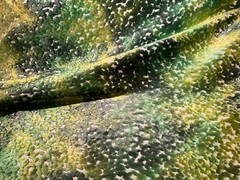 CASSARO PO2194/02 Pomona Velvet Emerald Viscose Poly Velvet Fabric Italy BTY