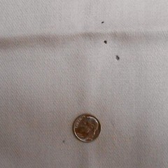 Blush Colored Brushed Twill, Several Very Tiny Holes, Please See Pictures