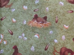 Fabric Red Rooster “What Came First” 7 Pc Sampler 5 Solid + Chicken & Nest $4.95