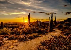 31.5″ X 44″ Panel Deserts Cactus Call of the Wild Cotton Fabric Panel D475.02