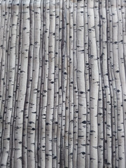 ASPEN TREES, BARK – 12 1/2″ X 48″ – COTTON FABRIC – Washed