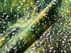 CASSARO PO2194/02 Pomona Velvet Emerald Viscose Poly Velvet Fabric Italy BTY