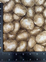 Potatoes Quilted Fabric For Sewing, Home Decor, Crafts 58” X 42”