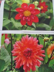 Fabric Panel Red Rooster “Just Dahlias” 6 Different Dahlias 14″ x 9″ each $6.95