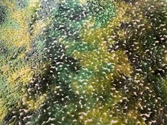 CASSARO PO2194/02 Pomona Velvet Emerald Viscose Poly Velvet Fabric Italy BTY
