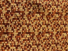 Corn Cob Kernels Cotton Fabric BY THE 1/2 YARD 42″ Wide Fall Autumn 2000