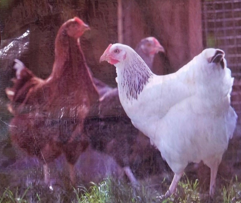 Empty Chicken Hen Feed Woven Plastic Sack Crafts Art Repurpose Yard/Wall Decor