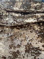 Clarke & Clarke Crush Velvet Fabric Sierra 55×56″ remnant