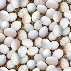 Farm Animals Eggs Cotton Fabric