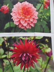 Fabric Panel Red Rooster “Just Dahlias” 6 Different Dahlias 14″ x 9″ each $6.95