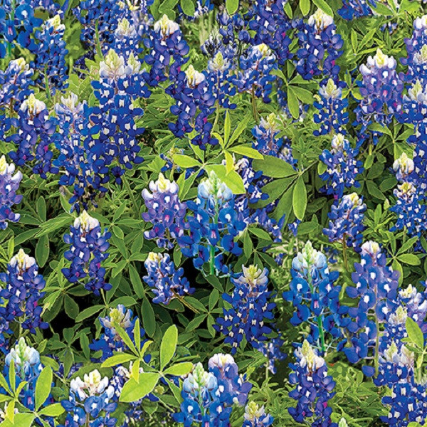 BENARTEX 108inch #”14512w-55″BLUEBONNETFLOWERS”FLOWERS OF FRIENDSHIP” BTY