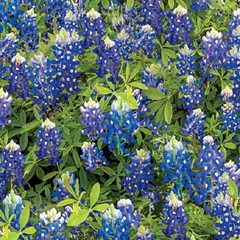 BENARTEX 108inch #”14512w-55″BLUEBONNETFLOWERS”FLOWERS OF FRIENDSHIP” BTY