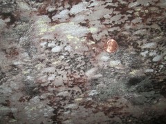 Cotton Fabric – MMFab, Inc. – Multi-colored brown landscape – 1 1/2 Yards