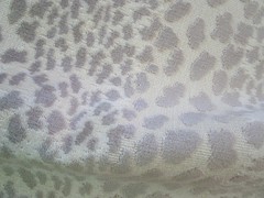 Epingle Velvet Animal Lynx /Pearl leopard Print Fabric Grey White 49″ W x 82″L