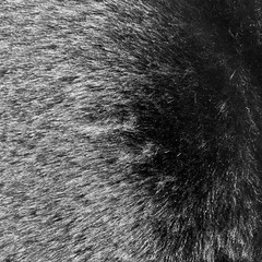 Zahra BLACK 0.75 Inch Short Pile Soft Faux Fur Fabric by the Yard