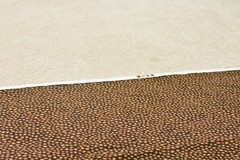 By 1/2 Yd, Gold & Brown Print on Black Quilt Cotton, P6499