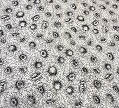 SUNFLOWER SUNFLOWERS BLACK WHITE 1 yard 100% Cotton Fabric Free Ship SBX1