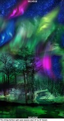 Northern Lights All over print Quilt fabric Cotton by Timeless Treasures BTY
