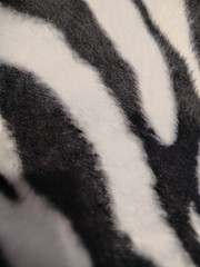 Zebra Print White and Black Velboa, fabric 12 Yards 60” wide. See Description.